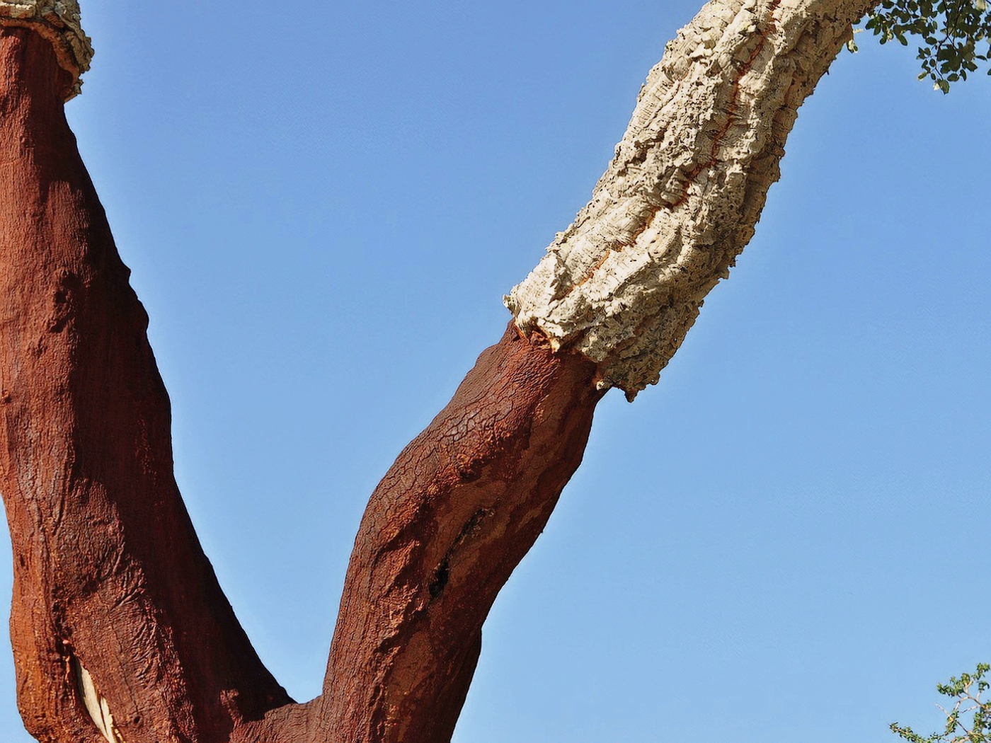 cork oak 505260 1280