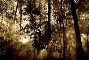 forest 67286 1280
